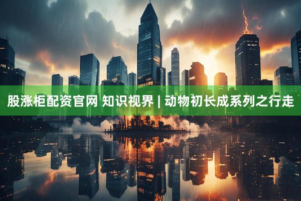 股涨柜配资官网 知识视界 | 动物初长成系列之行走